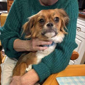 Rescue Japanese Chin and Mixed Breed Dogs for Adoption in Rochester, Minnesota - Sasha | PetCurious