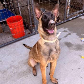 Princess Buttercup/Bella -  Belgian Shepherd Malinois Dog for Adoption in Parrish, Alabama - Princess Buttercup/Bella | PetCurious