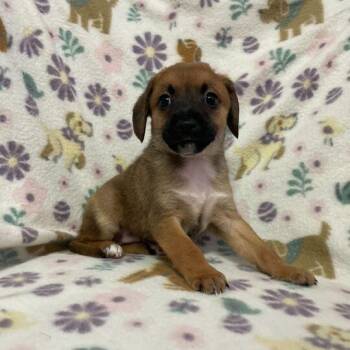 Chihuahua and Dachshund Dogs Available for Adoption - Wawa | PetCurious