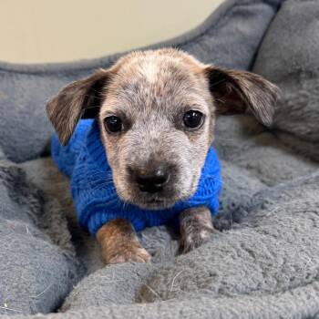 Walter -  Australian Cattle Dog Blue Heeler Dog for Adoption in Mankato, Minnesota - Walter | PetCurious