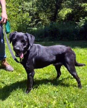 Dally -  Labrador Retriever Dog for Adoption in Bedford Hills, New York - Dally | PetCurious