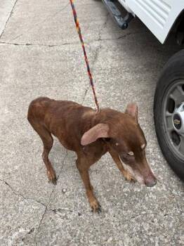 Doberman Pinscher Dogs Available for Adoption in Houston, Texas - ISABELL | PetCurious