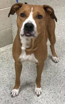 Rescue Pit Bull Terrier and Mixed Breed Dogs for Adoption in Conroe, Texas - JUNIPER | PetCurious