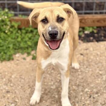 Mixed Breed Dogs Available for Adoption - Amy Winehouse | PetCurious