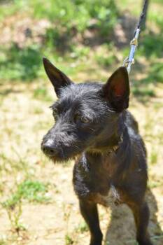 Rescue Terrier Dogs for Adoption in Annapolis, Maryland - Pelusa | PetCurious