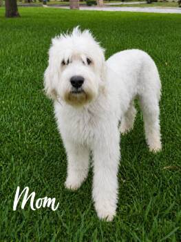 Sheep Dog Dogs Available for Adoption in Alvarado, Texas - Abbey | PetCurious