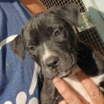 Mixed Breed Dogs Available for Adoption - Stella | PetCurious