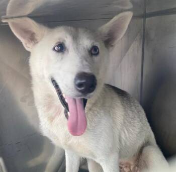 BONNIE -  Husky and Mixed Breed Dog for Adoption in Dallas, Texas - BONNIE | PetCurious