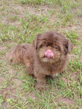 Pierre -  Shih Tzu and Lhasa Apso Dog for Adoption in Brooksville, Florida - Pierre | PetCurious