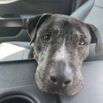 Labrador Retriever Dogs Available for Adoption in Williston, Vermont - Durham | PetCurious