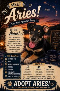 Aries -  Mixed Breed Dog for Adoption in Ashland, Kentucky - Aries | PetCurious