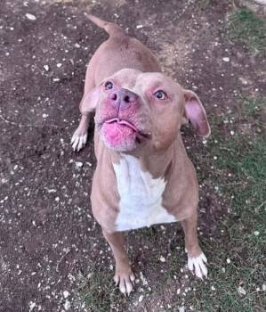 Terrier Dogs Available for Adoption in Silsbee, Texas - Nika #A-141529 | PetCurious