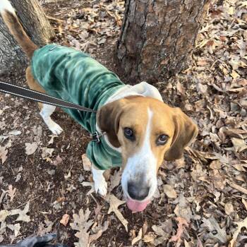 Rocher -  Hound and American Foxhound Dog for Adoption in Troy, Virginia - Rocher | PetCurious