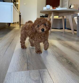 Lulu -  Cavapoo Dog for Adoption in West Caldwell, New Jersey - Lulu | PetCurious