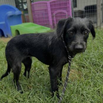 Kolbie -  Miniature Poodle and Terrier Dog for Adoption in Houston, Texas - Kolbie | PetCurious