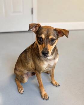 John Boy -  German Pinscher and Mixed Breed Dog for Adoption in Houston, Texas - John Boy | PetCurious