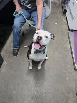 Pit Bull Terrier Dogs Available for Adoption in Evansville, Indiana - Daisy Sue | PetCurious