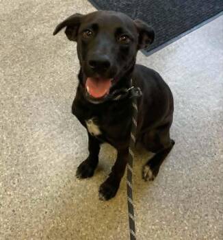 Rolo -  Labrador Retriever and Terrier Dog for Adoption in North Berwick, Maine - Rolo | PetCurious
