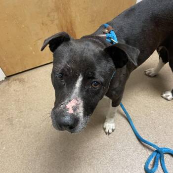 Mixed Breed Dogs Available for Adoption in Chattanooga, Tennessee - Thelma | PetCurious