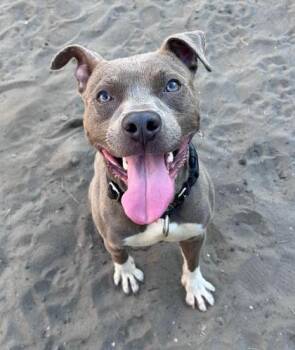 Rescue Mixed Breed Dogs for Adoption in Savannah, Georgia - Alonzo | PetCurious