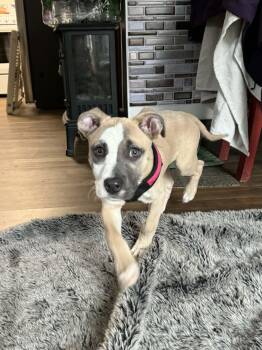 Terrier Dogs Available for Adoption in Brunswick, Maine - Lacey | PetCurious