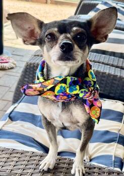 Lainey -  Chihuahua and Schnauzer Dog for Adoption in Anthem, Arizona - Lainey | PetCurious