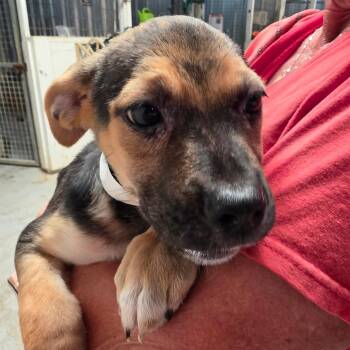 Charmander -  Mixed Breed Dog for Adoption in Leander, Texas - Charmander | PetCurious