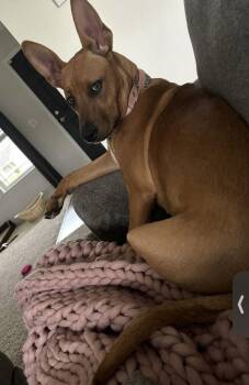 Pit Bull Terrier and German Shepherd Dog Dogs Available for Adoption in Livonia, Michigan - Mindy | PetCurious