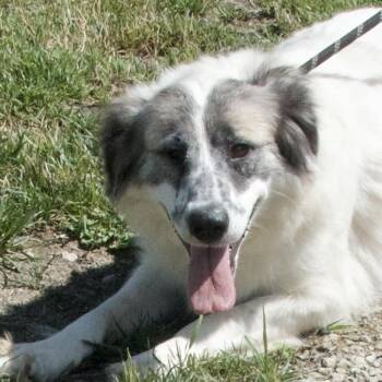 Rescue Great Pyrenees Dogs for Adoption in Gloucester, Virginia - Miss Giddens | PetCurious