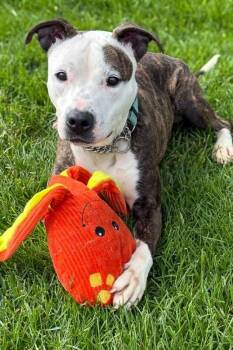Mowgli -  Mixed Breed Dog for Adoption in Cincinnati, Ohio - Mowgli | PetCurious