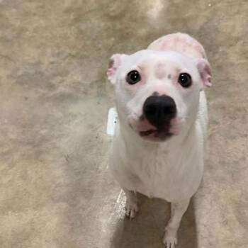 Flo -  Pit Bull Terrier Dog for Adoption in Harrisville, West Virginia - Flo | PetCurious