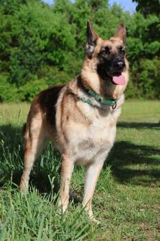 German Shepherd Dog Dogs Available for Adoption in Columbia, Tennessee - Zara | PetCurious