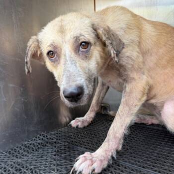 Luna -  Mixed Breed Dog for Adoption in Memphis, Tennessee - Luna | PetCurious
