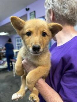 Grace -  Mixed Breed Dog for Adoption in West Chester, Pennsylvania - Grace | PetCurious