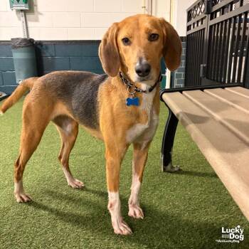 Treeing Walker Coonhound and Hound Dogs Available for Adoption - Maple | PetCurious