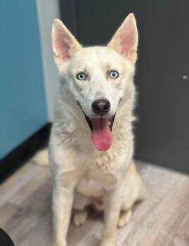 Alaska -  Pit Bull Terrier and Husky Dog for Adoption in Princeton, Massachusetts - Alaska | PetCurious