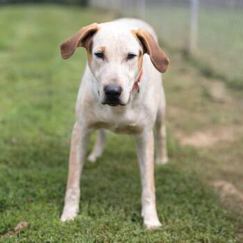 Sam -  Bluetick Coonhound and Redbone Coonhound Dog for Adoption - Sam | PetCurious