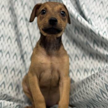 Rescue Mixed Breed Dogs for Adoption in Harrisburg, North Carolina - Emberlyn (CONC-A-8676) | PetCurious