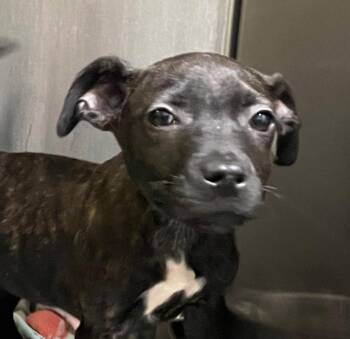 Mixed Breed Dogs Available for Adoption - Bella Pup 5 | PetCurious