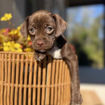Mary -  Vizsla and Terrier Dog for Adoption in Baton Rouge, Louisiana - Mary | PetCurious