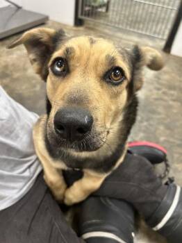 German Shepherd Dog Dogs Available for Adoption in Osage Beach, Missouri - Laken | PetCurious