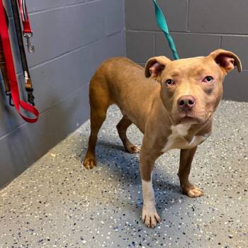 Pit Bull Terrier and Mixed Breed Dogs Available for Adoption in Tuscaloosa, Alabama - Chevy | PetCurious