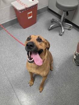 Delta Dawn -  Mountain Cur and Mixed Breed Dog for Adoption in Sevierville, Tennessee - Delta Dawn | PetCurious