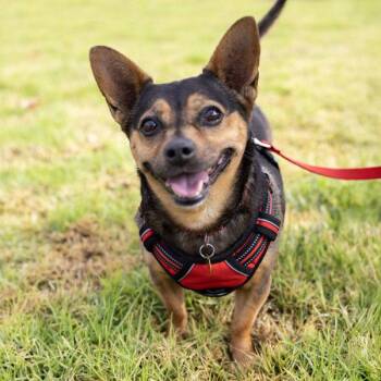 Louie -  Terrier Dog for Adoption in Oakland, California - Louie | PetCurious
