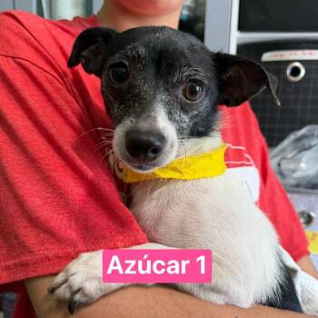 Chihuahua Dogs Available for Adoption in Tampa, Florida - Azucar 1 | PetCurious