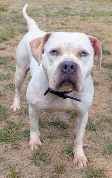 Rescue Pit Bull Terrier Dogs for Adoption in Akron, Ohio - WILLOW | PetCurious