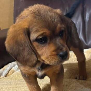 Sally Brown -  Beagle and Chihuahua Dog for Adoption in Fairfax Station, Virginia - Sally Brown | PetCurious