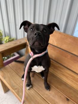 Harley -  Pit Bull Terrier Dog for Adoption in Howes Cave, New York - Harley | PetCurious