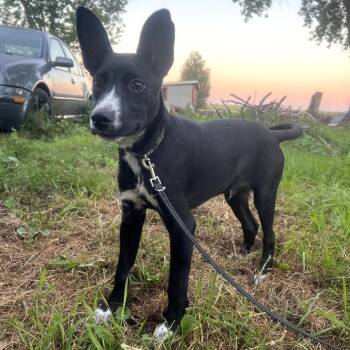 Rescue Mixed Breed Dogs for Adoption in Bismarck, North Dakota - Cisco | PetCurious