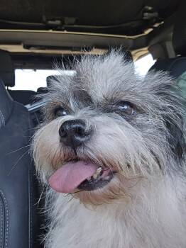 Abigail -  Shih Tzu Dog for Adoption in San Antonio, Texas - Abigail | PetCurious